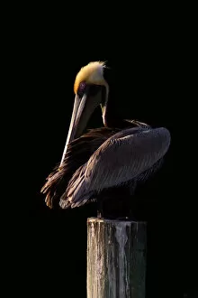 Images Dated 16th February 2013: Pelican at Sunset