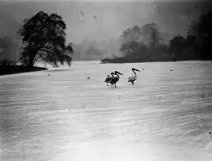 Regents Park Prints: Pelicans On Ice