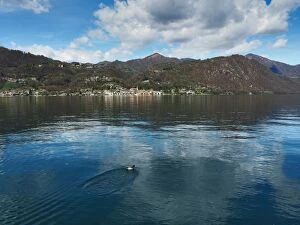 Images Dated 14th April 2016: Pella, Lake Orta, Northern Italy, With Duck In The Foreground