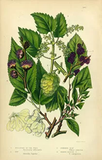 Spice Gallery: Pellitory, Lichwort, Hop, Elm, Elm Tree, Victorian Botanical Illustration