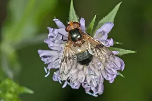 Pellucid Hoverfly -Volucella pellucens- searching for nectar on a Wood Scabious, Untergroeningen, Baden-Wuerttemberg