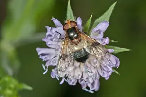 Pellucid Hoverfly -Volucella pellucens- searching for nectar on a Wood Scabious, Untergroeningen, Baden-Wuerttemberg, Germany, Europe