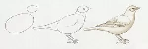 Images Dated 29th October 2008: Pencil drawing of three stages of illustrating birds starting with basic body outline