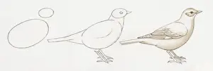 Common Prints: Pencil drawing of three stages of illustrating birds starting with basic body outline
