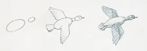 Common Prints: Pencil drawing of three stages of illustrating duck flying starting with basic body outline