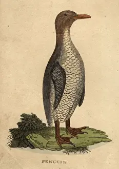 A Penguin
