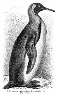 Images Dated 19th July 2016: Penguin engraving 1895