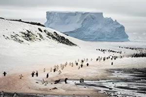 Images Dated 5th December 2015: Penguin Highway