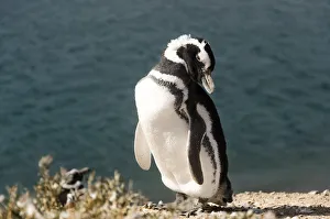 Images Dated 2nd April 2016: Penguin in Peninsula Valdes, Patagonia Argentina