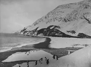 Penguins on Elephant Island aken during Sir Ernest Henry Shackletons Antarctic expedition on SS Endurance