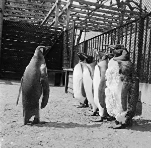 Rollei Prints: Penguins On Parade