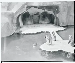 Penguin Prints: Penguins in Paris