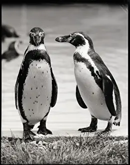 Penguin Prints: Two Penguins Standing Side By Side
