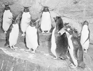 Penguins at the Zoo