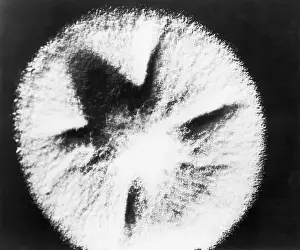 Pharmacology Prints: Penicillin Mold
