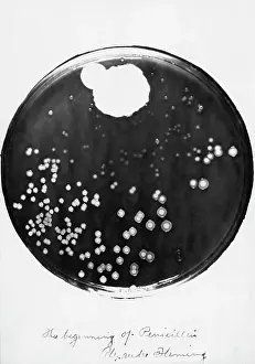 Bacteriologist Prints: Penicillin and Staphylococci in a Petri Dish