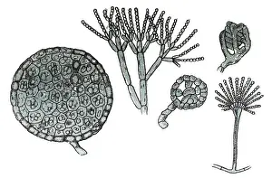 Penicillium glaucum, mold that is used in the making of some types of blue cheese