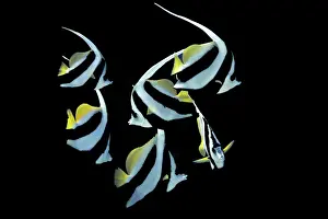Pennant Coralfish or Longfin Bannerfish -Heniochus acuminatus-, Gulf of Oman, Oman