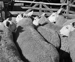 Hulton Archive Prints Gallery: Penned Sheep