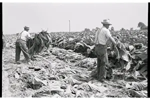 tobacco spearing Amish Harvest in Lancaster County...Tobacco Prints of Pennsylvania Dutchmen Spearing