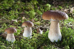 Images Dated 15th July 2012: Penny Buns, Porcinos -Boletus edulis-, Untergroeningen, Baden-Wuerttemberg, Germany, Europe