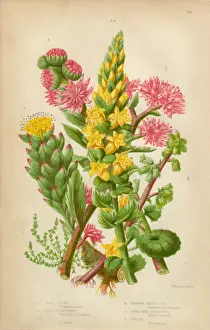 The Flowering Plants And Ferns Of Great Britain Prints: Pennywort, Leek and Stonecrop, Victorian Botanical Illustration