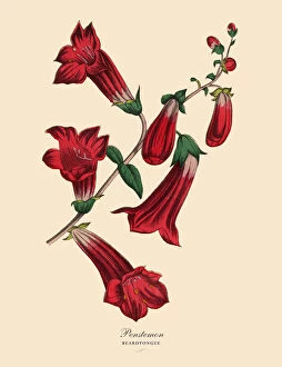 Penstemon or Beardtongue Plant, Victorian Botanical Illustration