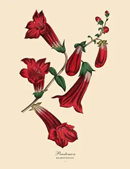 66697 Prints: Penstemon or Beardtongue Plant, Victorian Botanical Illustration