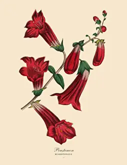 Prints of Very Rare, Beautifully Illustrated Antique Engraved Victorian Botanical Illustration of Penstemon or Beardtongue Plant: Plate 54 The Book Of Practical Botany Prints: Penstemon or Beardtongue Plant, Victorian Botanical Illustration