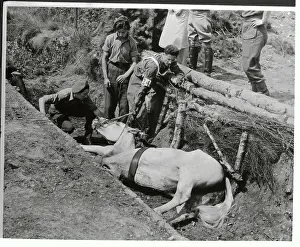 Pentathlon Horse Lying in Ditch