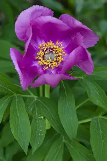 Garden Plant Prints: Peony -Paeonia-, flower