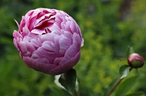 Images Dated 28th May 2011: Peony -Paeonia officinalis-, emerging flower with bud