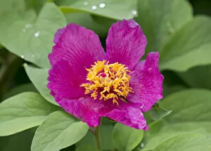Images Dated 9th May 2013: Peony -Paeonia sp.-, flowering, Thuringia, Germany