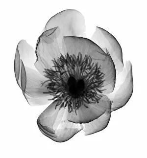 Radiography Collection: Peony (Paeonia sp.), X-ray