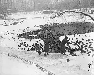 People In Central Park Feeding Ducks