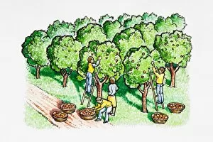 Four people harvesting apples in orchard