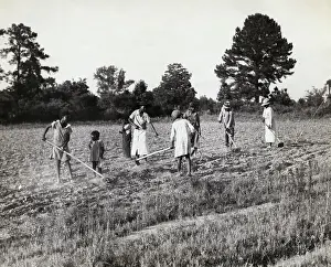 Laboring Prints: People Hoeing Cotton Field in Alabama