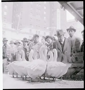 Goose Prints: People Looking at Geese in a Window Display