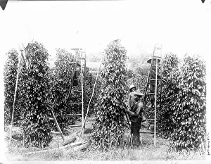 Pepper Prints: People Pick Peppers W/Ladder/Singapore