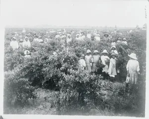 Louisiana Prints: People Picking Peppers