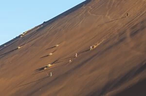Images Dated 12th August 2014: People running down the side of the famous Dune 45 sand dune. Sossuvlei, Namibia