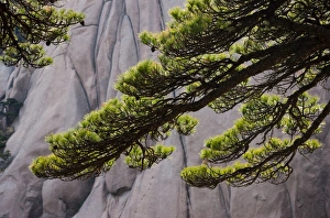 Images Dated 27th March 2011: no people, steep, horizontal, colour image, photography, flora, plant part, leaf