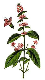 Peppermint (Mentha piperita, also known as Mentha balsamea)