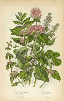 Images Dated 8th February 2016: Peppermint, Mint, Spearmint, Gypsywort, Victorian Botanical Illustration