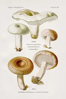 Peppery milkcap mushroom 1891