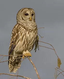 Images Dated 20th February 2016: Perched Barred Owl