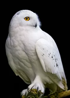 Images Dated 5th November 2014: Perched snowy owl