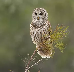 Images Dated 20th February 2016: Perching Barred Owl