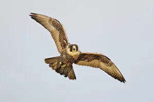 Flying Gallery: Peregrine Falcon
