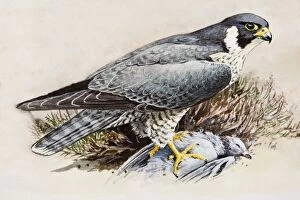 Images Dated 3rd July 2007: Peregrine falcon (Falco peregrinus), perching on top of dead bird